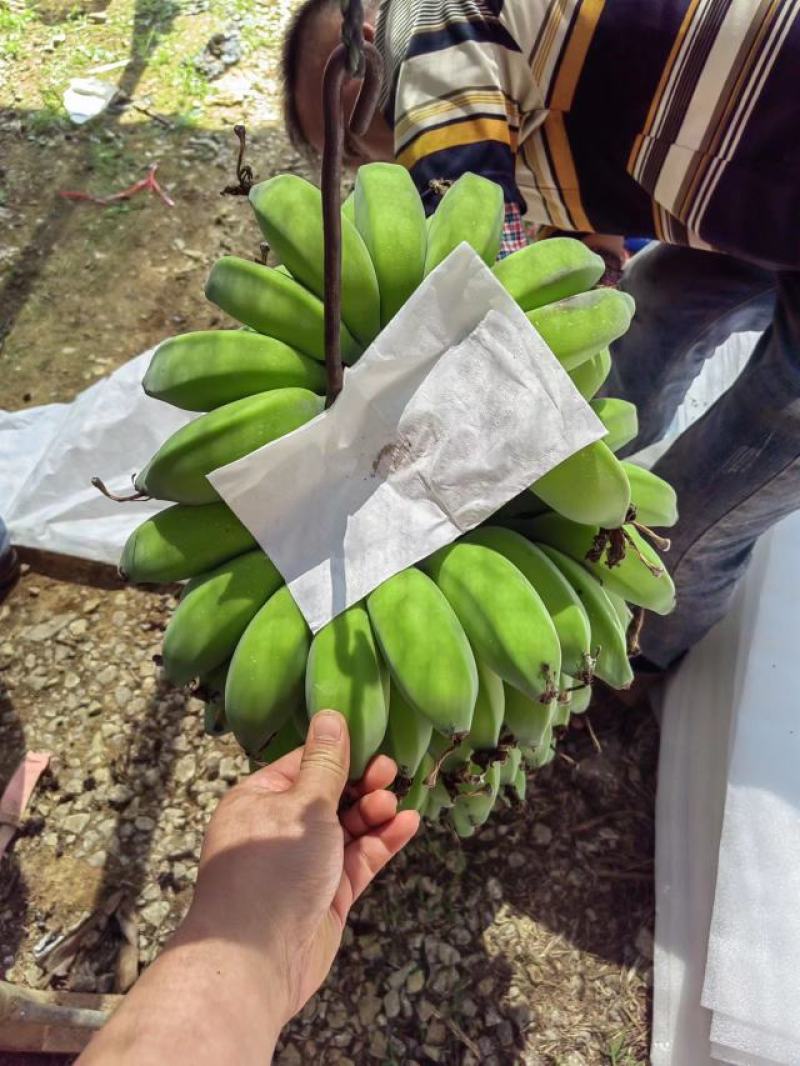 新鲜美味的广西苹果蕉上市啦！#苹果蕉，#美味#广西