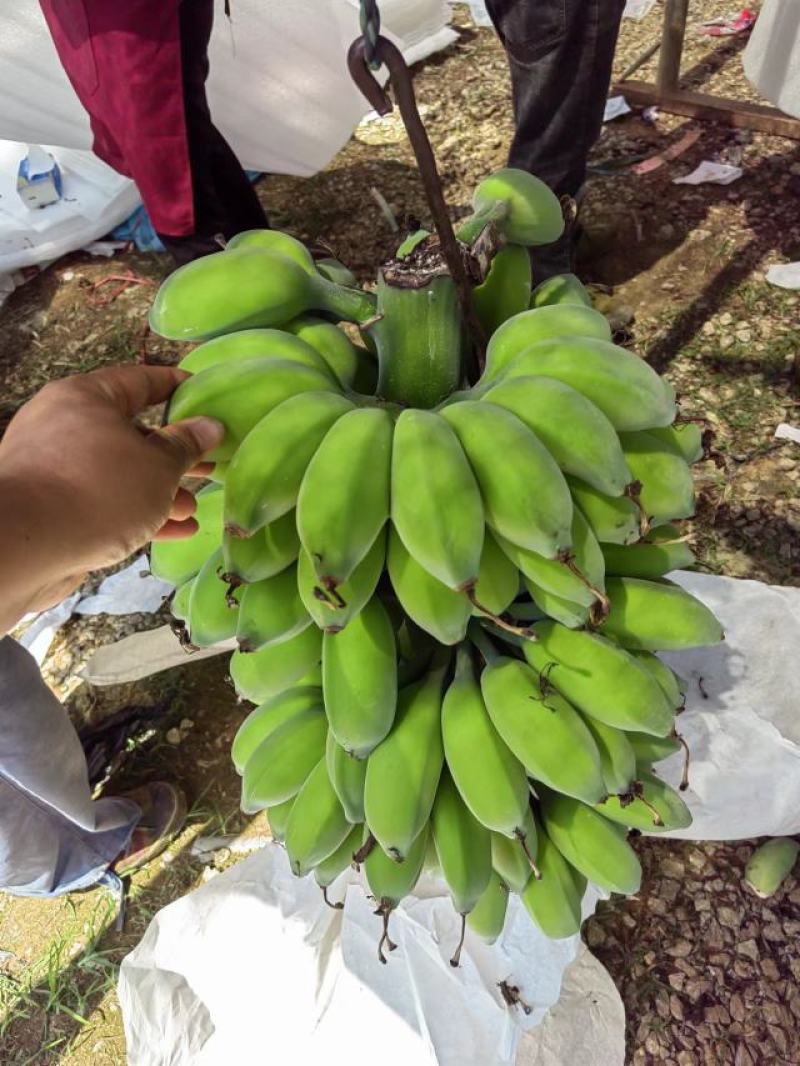 新鲜美味的广西苹果蕉上市啦！#苹果蕉，#美味#广西