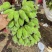 新鲜美味的广西苹果蕉上市啦！#苹果蕉，#美味#广西