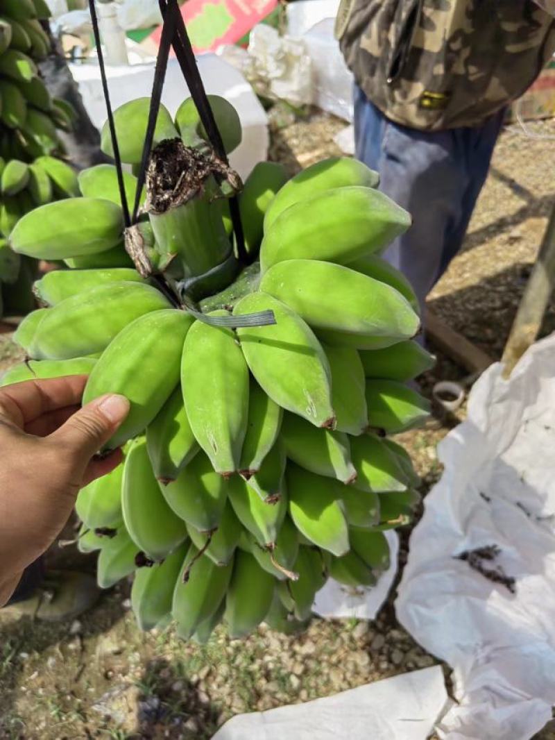 新鲜美味的广西苹果蕉上市啦！#苹果蕉，#美味#广西