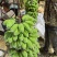 新鲜美味的广西苹果蕉上市啦！#苹果蕉，#美味#广西