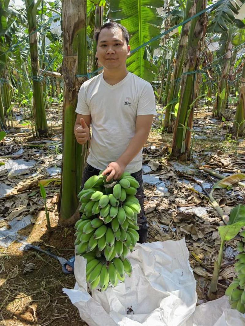 新鲜美味的广西苹果蕉上市啦！#苹果蕉，#美味#广西