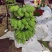 新鲜美味的广西苹果蕉上市啦！#苹果蕉，#美味#广西