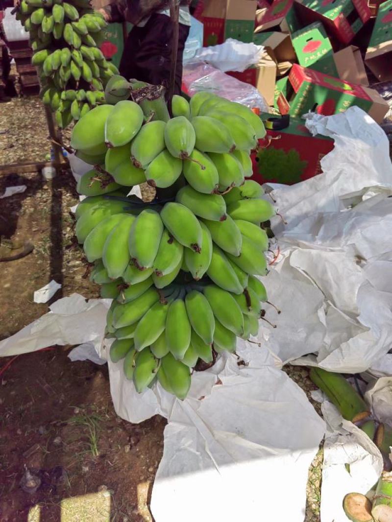 新鲜美味的广西苹果蕉上市啦！#苹果蕉，#美味#广西