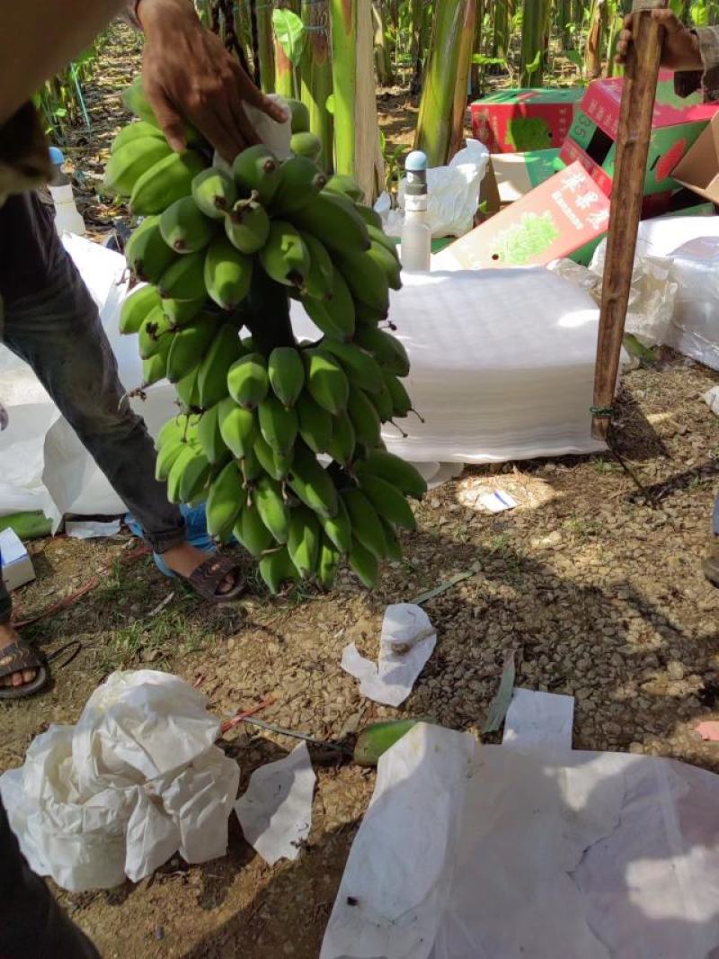 新鲜美味的广西苹果蕉上市啦！#苹果蕉，#美味#广西