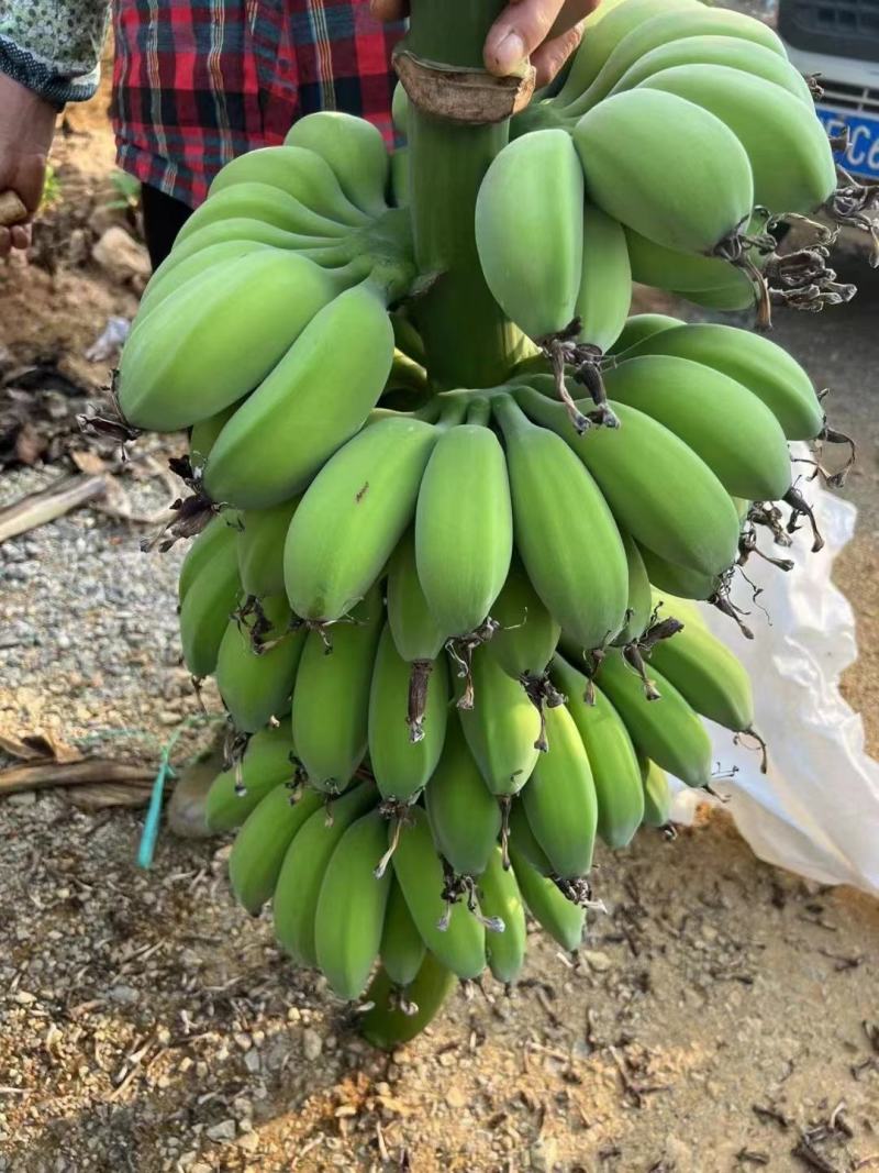 新鲜美味的广西苹果蕉上市啦！#苹果蕉，#美味#广西