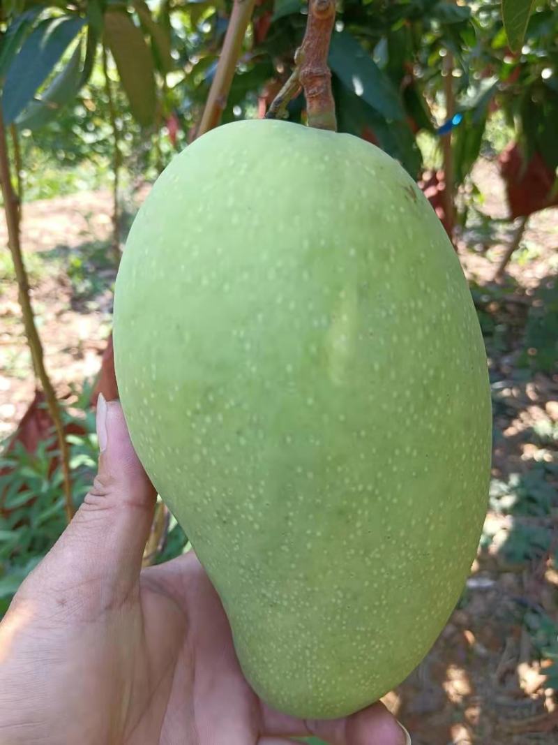 大量供应金煌芒，欢迎量大的老板来采购