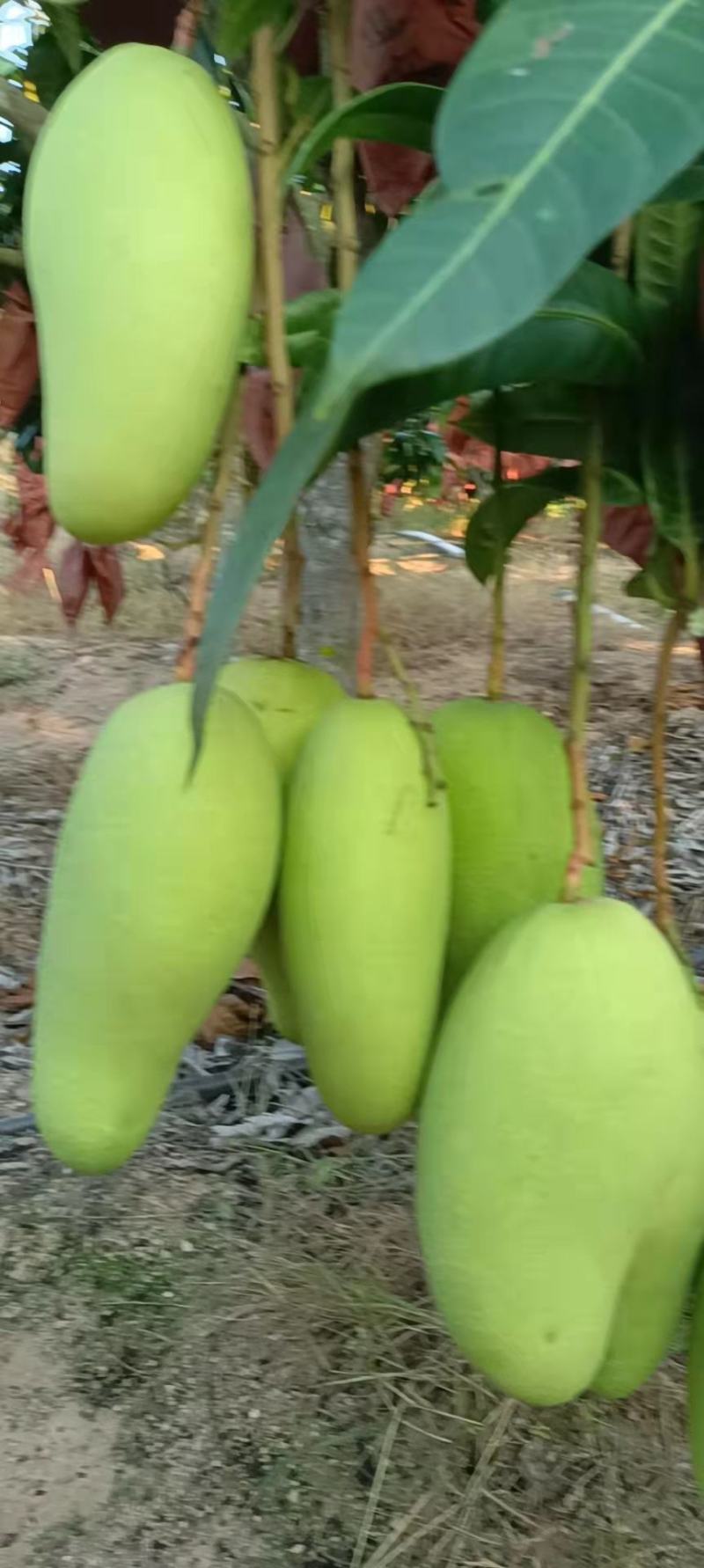 大量供应金煌芒，欢迎量大的老板来采购