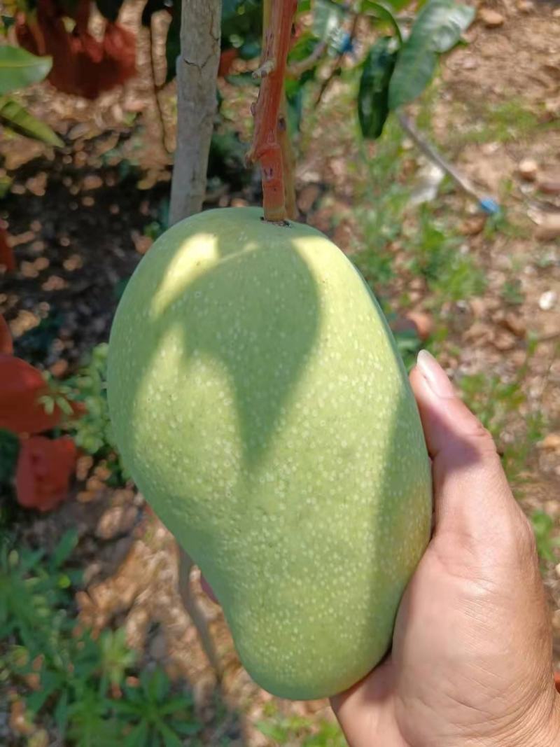 大量供应金煌芒，欢迎量大的老板来采购