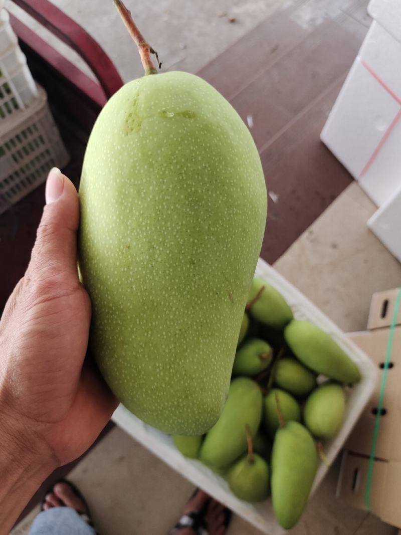 大量供应金煌芒，欢迎量大的老板来采购