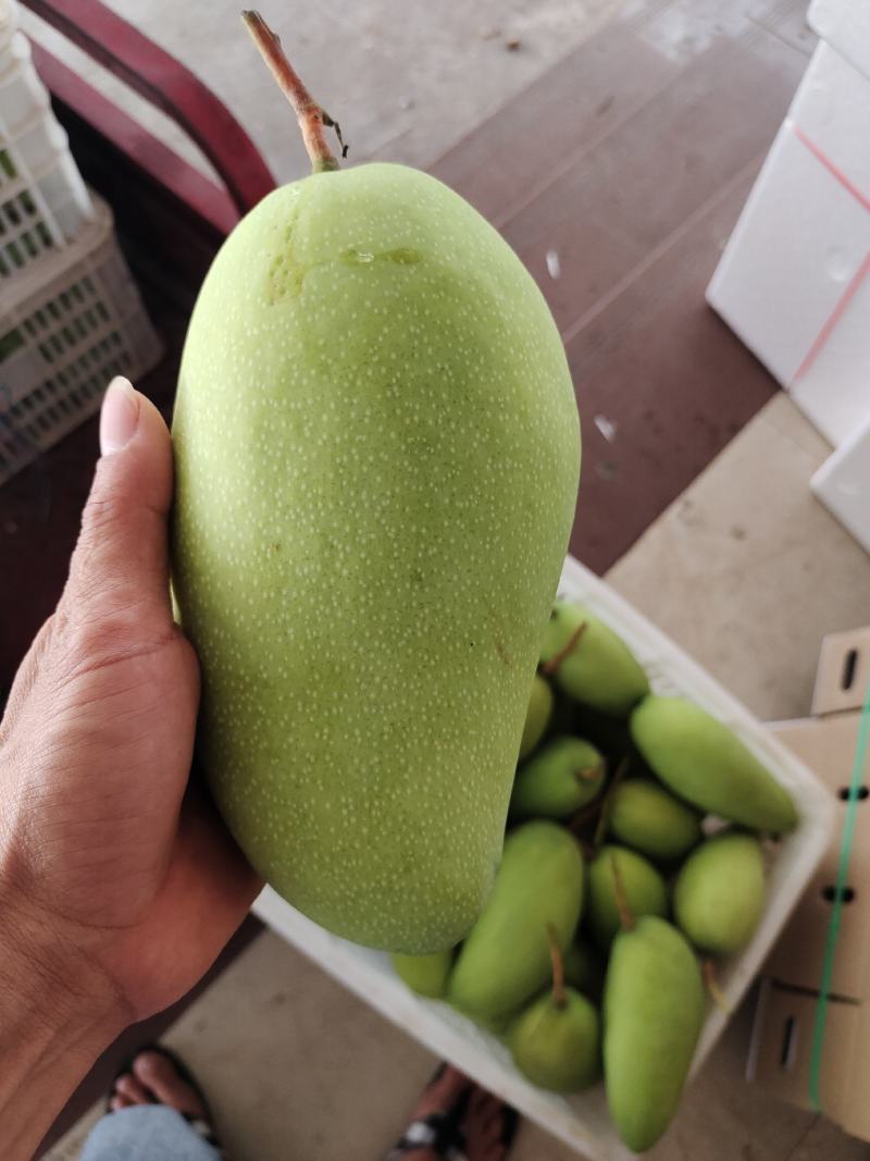 大量供应金煌芒，欢迎量大的老板来采购