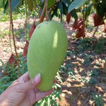 大量供应金煌芒，欢迎量大的老板来采购