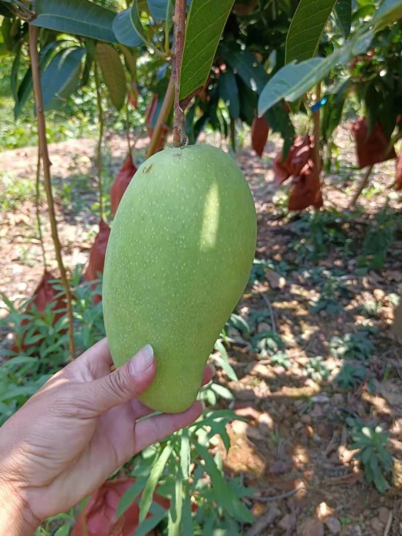 大量供应金煌芒，欢迎量大的老板来采购