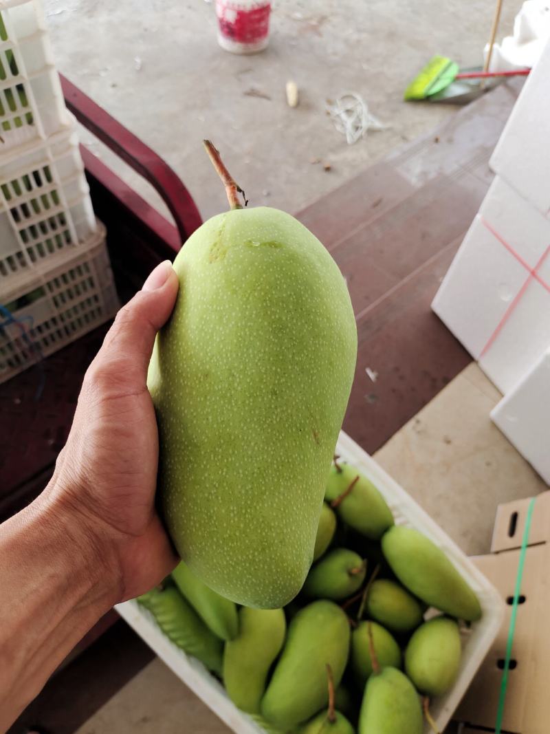 大量供应金煌芒，欢迎量大的老板来采购