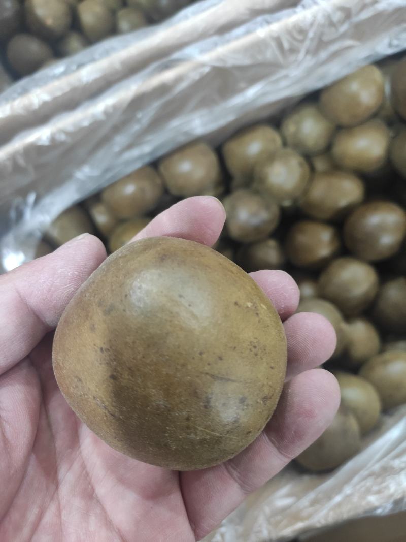 罗汉果干净无杂质常年经营各种中药材