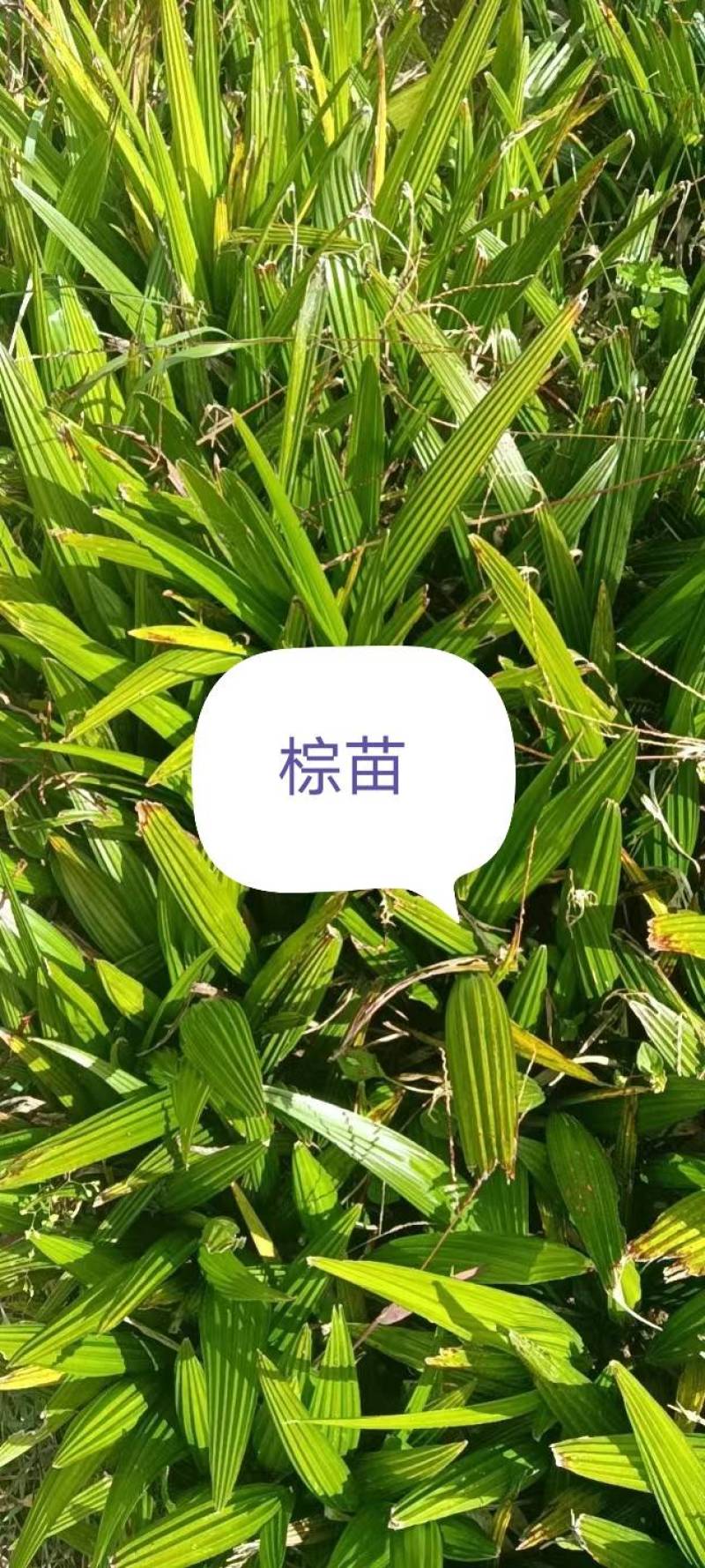 棕树苗，出售，红芽口，四季1111111