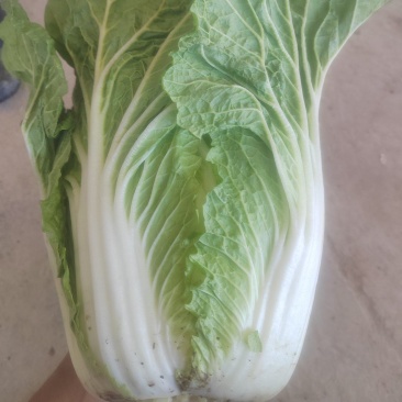 黄心大白菜，产地直供，货源充足诚信代办，支持视频看货！
