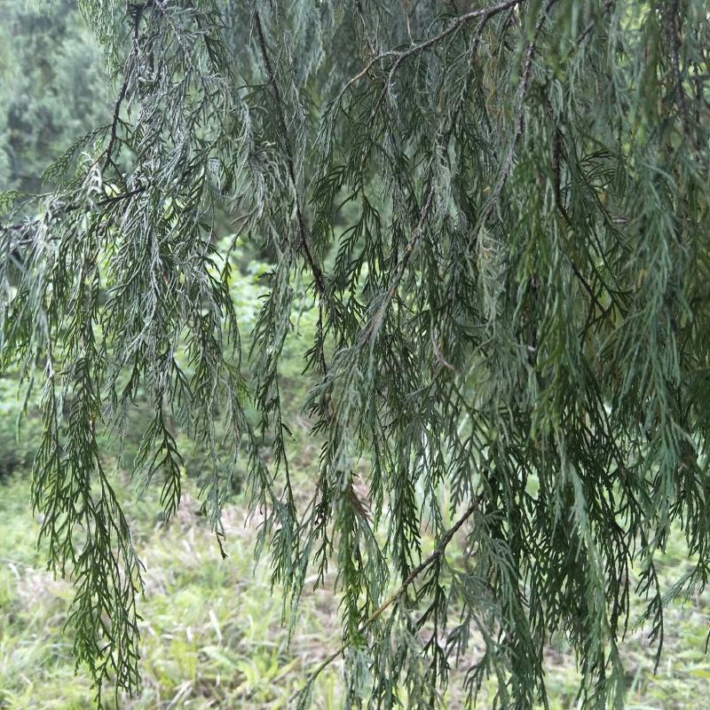 侧柏叶，侧柏果，现摘现晒，新鲜，洗头，做枕芯，！！！！！
