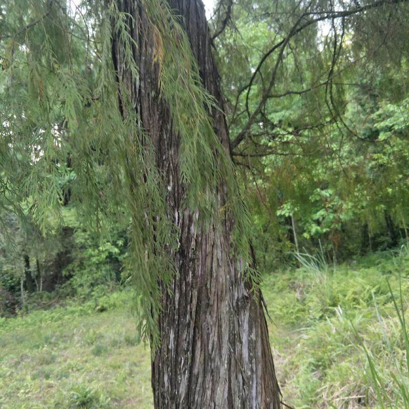 侧柏叶，侧柏果，现摘现晒，新鲜，洗头，做枕芯，！！！！！
