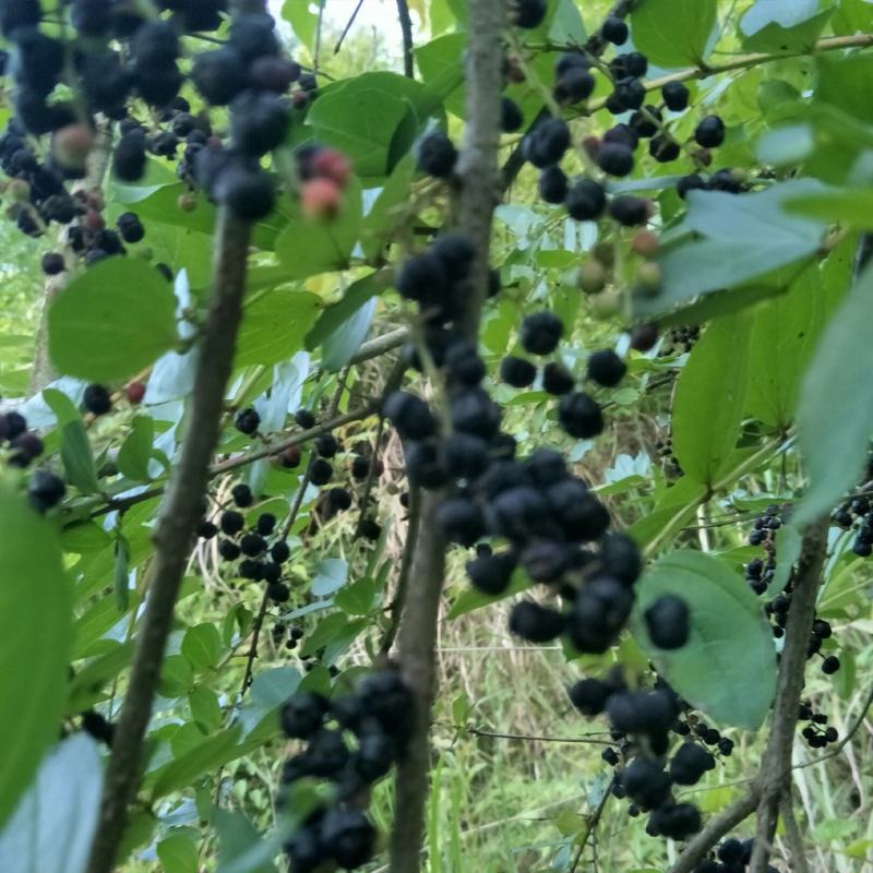 野生马桑果种子，现摘现发，按需发货！！！！！！！！！！！