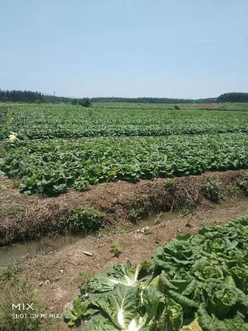 黄心大白菜