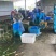 青浦练塘茭白水中人参基地直发双季茭白，无锡茭
