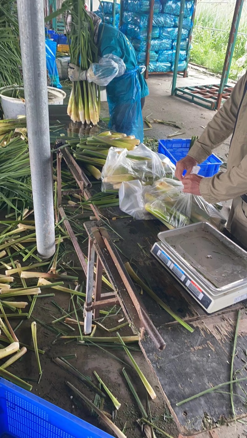 青浦练塘茭白水中人参基地直发双季茭白，无锡茭