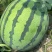 无籽美都直播苗基地直供，大红瓤………………………