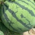 无籽美都直播苗基地直供，大红瓤………………………