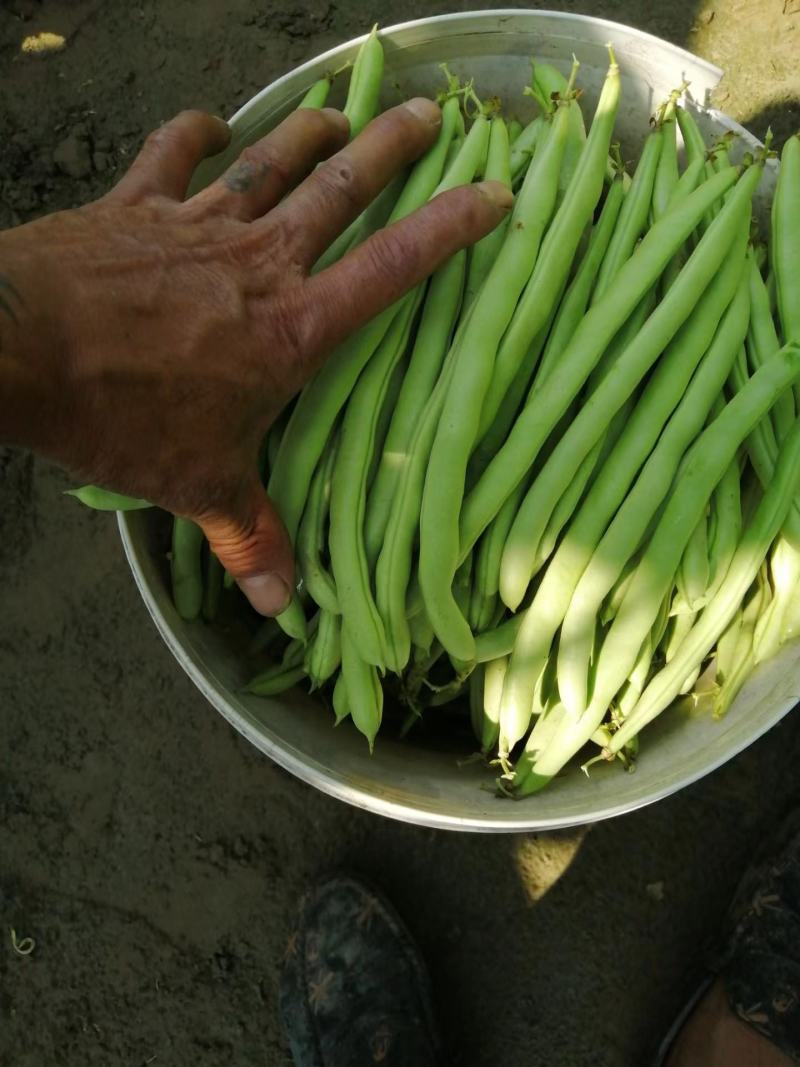 简阳市红花白夹四季豆大量上市了，量大从优，需要的老板提前