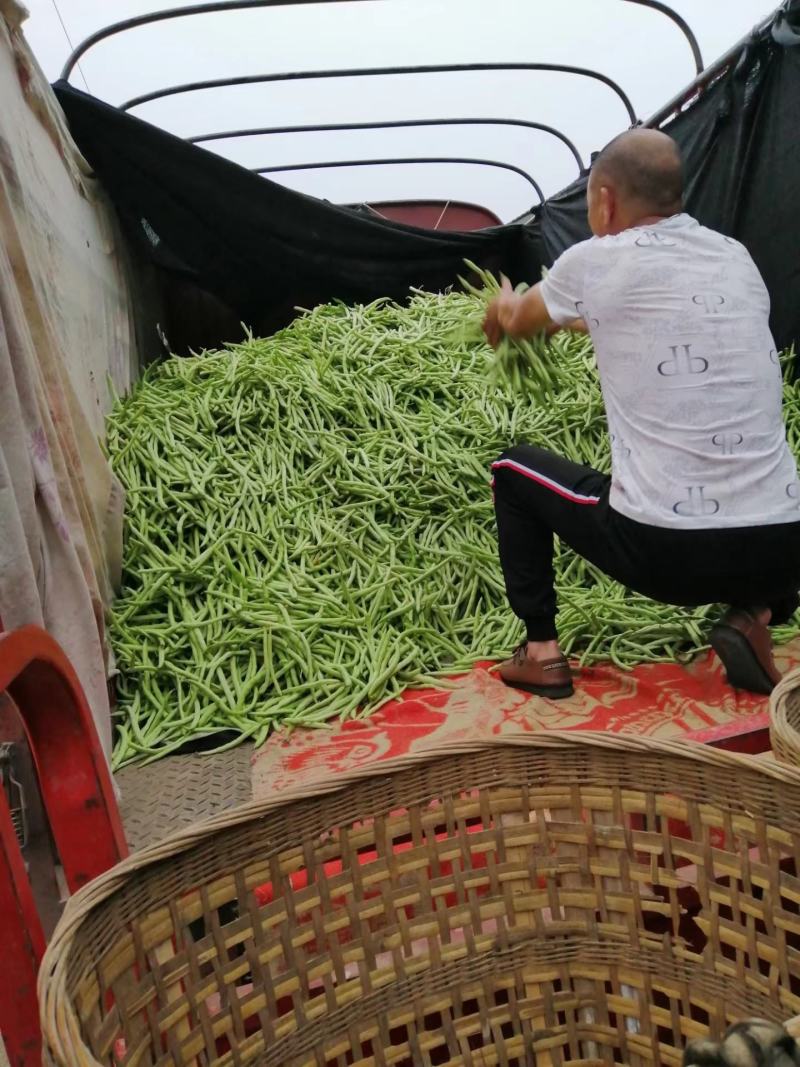 简阳市红花白夹四季豆大量上市了，量大从优，需要的老板提前