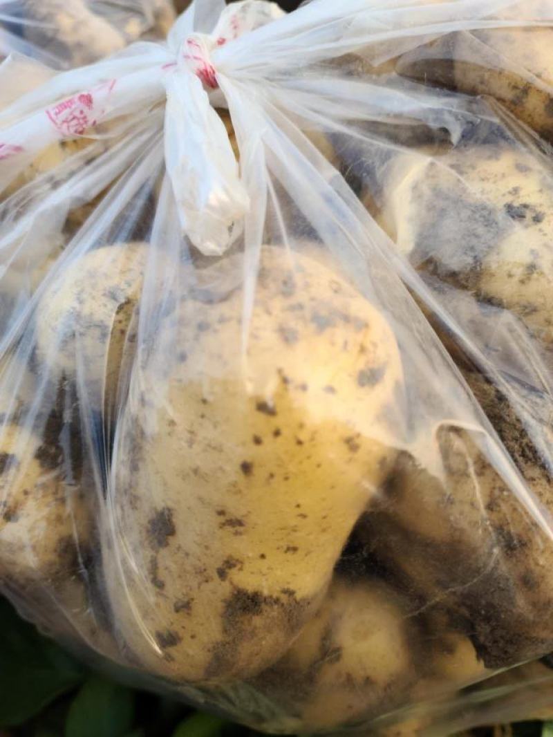 湖北天门精品黄心土豆新货上市一手货源基地直供欢迎来电合作