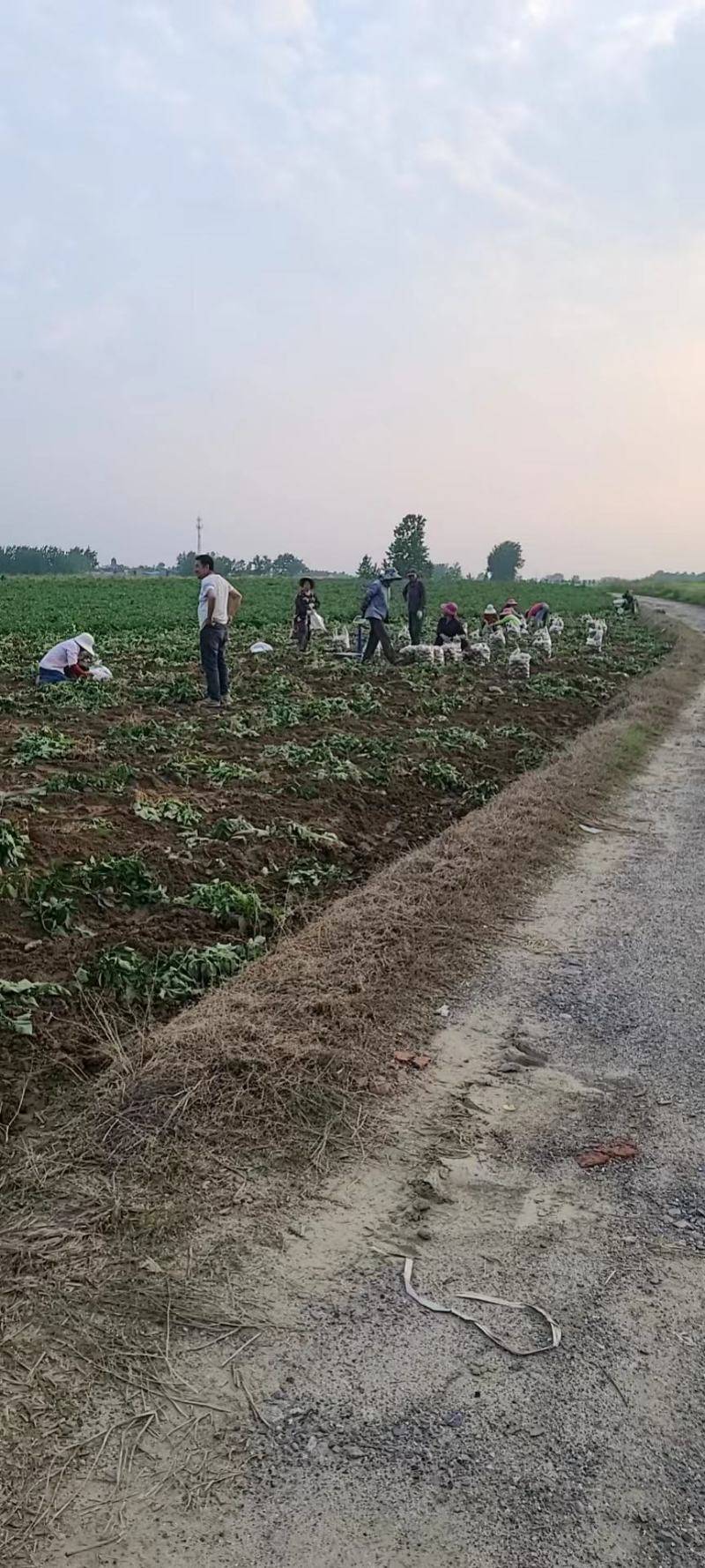【精品】湖北天门黄皮黄心土豆产地直供大量上市品质保证