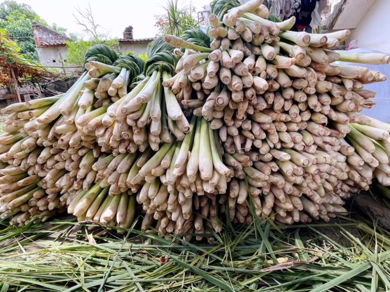 常年供应香茅草柠檬草冬阴功香料