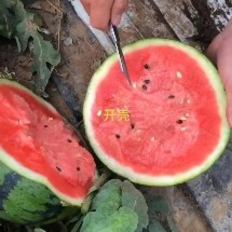 【优选商家】山东潍坊精品甜王西瓜。原产地。保质保量。售后