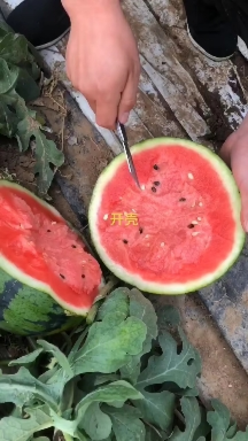 【优选商家】山东潍坊精品甜王西瓜。原产地。保质保量。售后