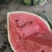 【优选商家】山东潍坊精品甜王西瓜。原产地。保质保量。售后