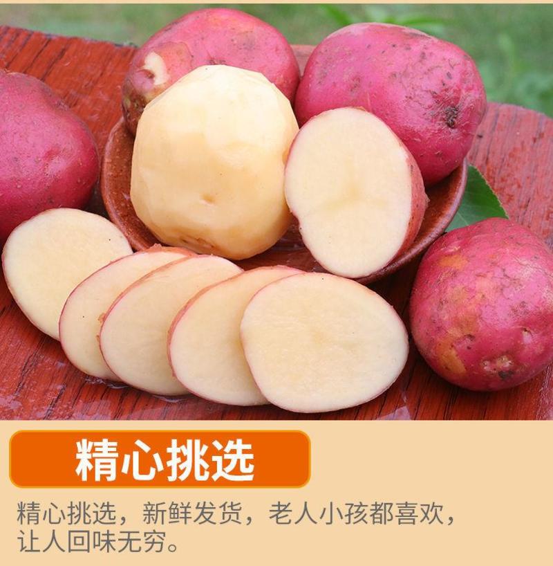 [一件代发]红皮土豆新鲜现挖粉糯香甜产地直发