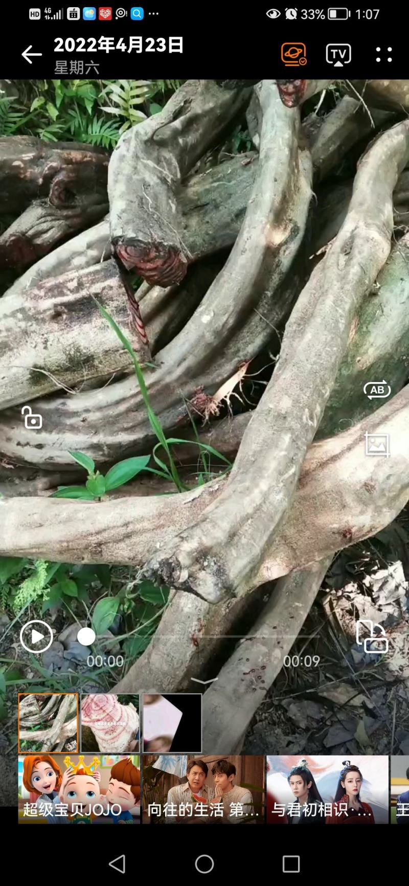 广东鸡血藤