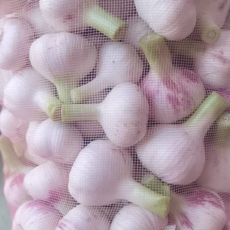 大量供应淮阳扒皮蒜