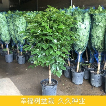 幸福树盆栽绿植平安树肥料室内客厅好养活耐寒净化空气吸甲醛