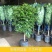 幸福树盆栽绿植平安树肥料室内客厅好养活耐寒净化空气吸甲醛