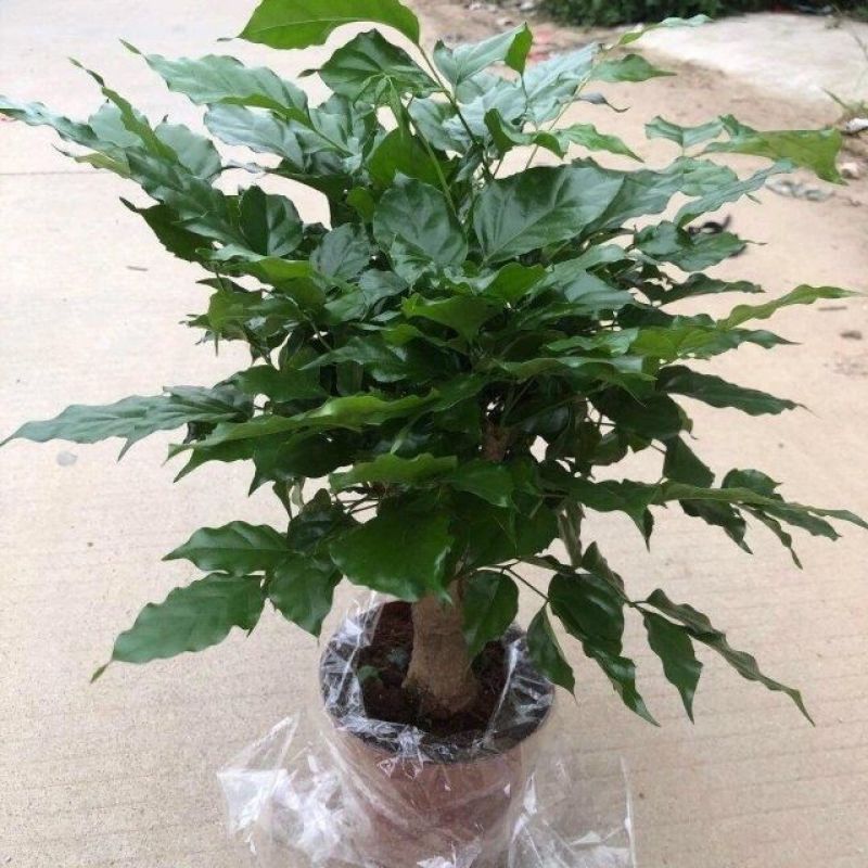 幸福树盆栽绿植平安树肥料室内客厅好养活耐寒净化空气吸甲醛