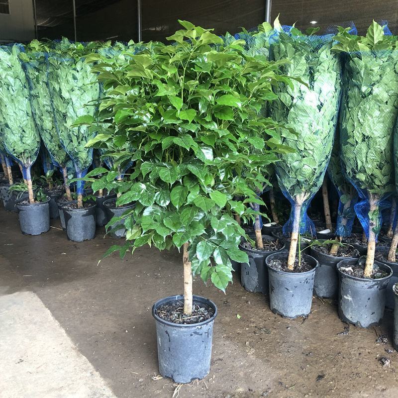 幸福树盆栽绿植平安树肥料室内客厅好养活耐寒净化空气吸甲醛