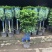 幸福树盆栽绿植平安树肥料室内客厅好养活耐寒净化空气吸甲醛