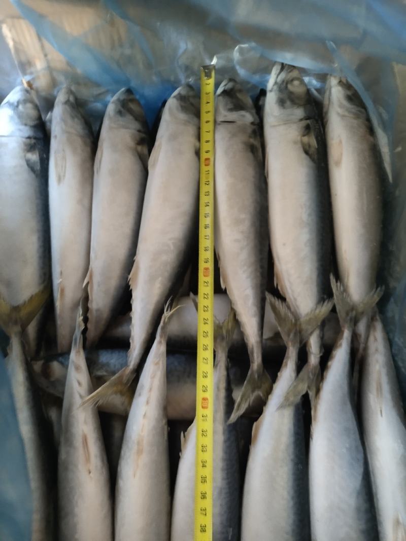 灯光水冷鲐鲅鱼，青占鱼，大量有货，各种规格都有