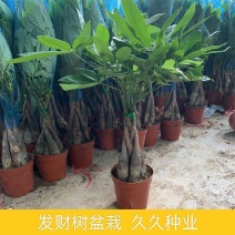 发财树盆栽花卉植物办公室内客厅绿植小盆景四季常青易活水培