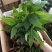 发财树盆栽花卉植物办公室内客厅绿植小盆景四季常青易活水培