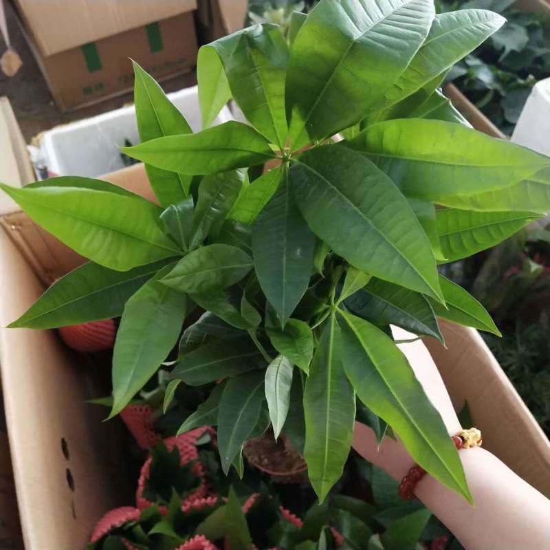 发财树盆栽花卉植物办公室内客厅绿植小盆景四季常青易活水培
