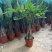 发财树盆栽花卉植物办公室内客厅绿植小盆景四季常青易活水培